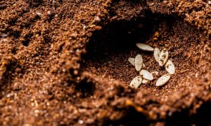 3 Things To Consider When Buying Seeds for Your Garden