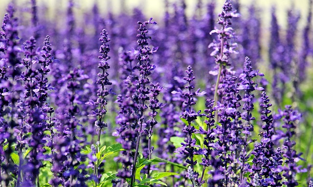 Heirloom Lavender Seeds – Perennial