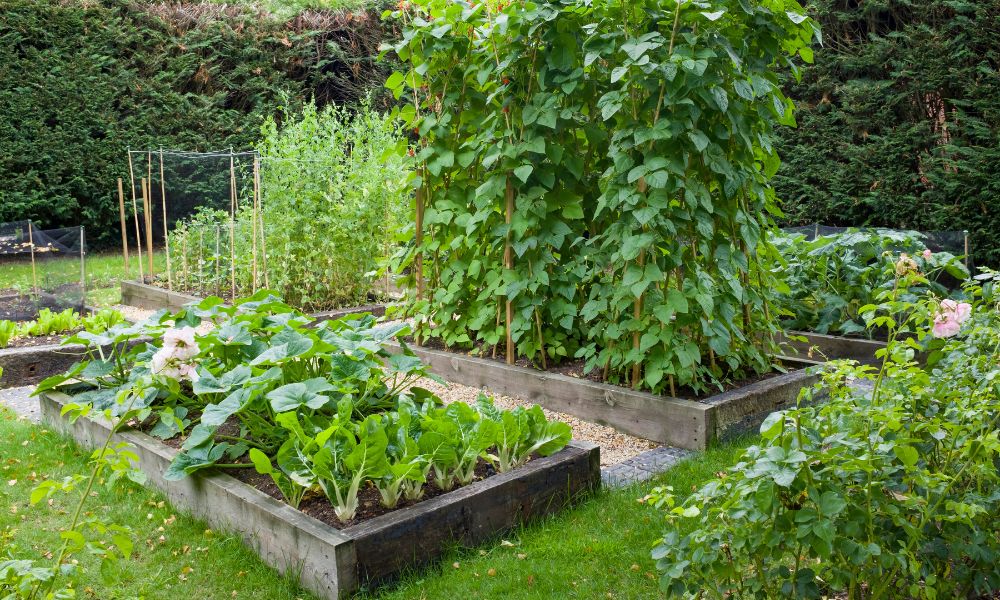 Raised Beds vs. In-Ground Garden Beds: The Differences