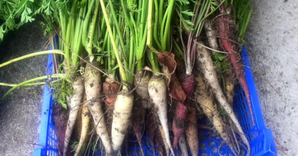 Tips for Cooking With Home-Grown Heirloom Vegetables