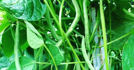 Benefits of Growing Heirloom Beans in Your Garden
