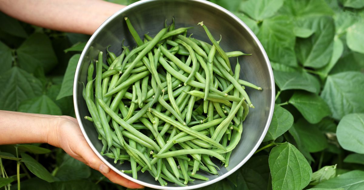 Benefits of Growing Heirloom Beans in Your Garden