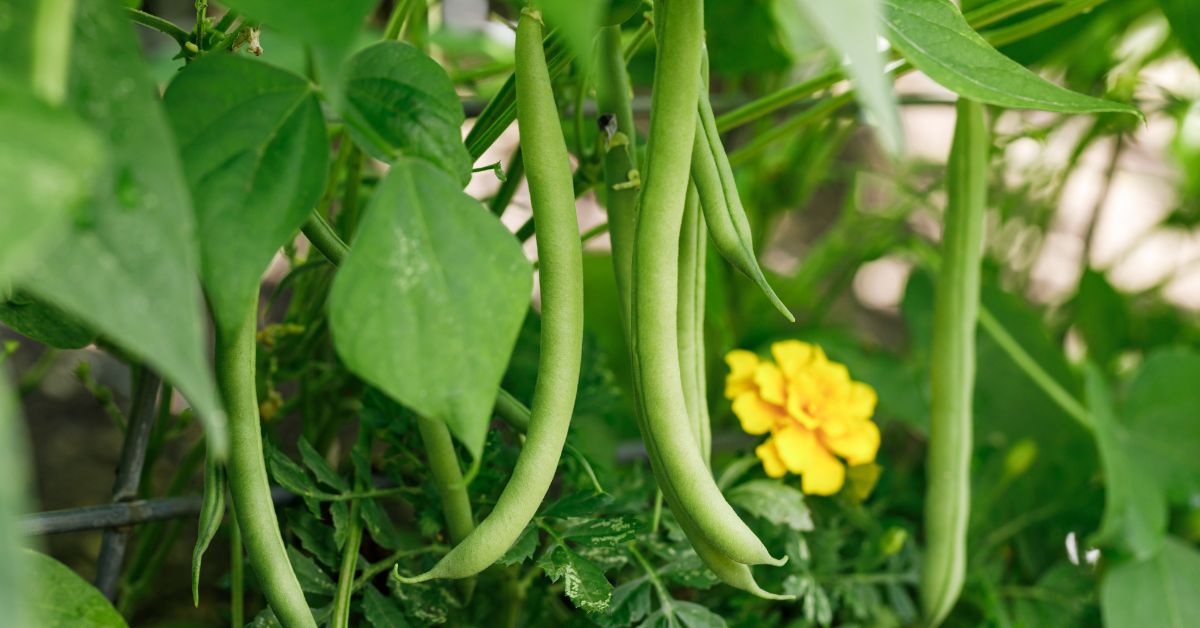 Benefits of Growing Heirloom Beans in Your Garden
